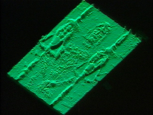 VP8